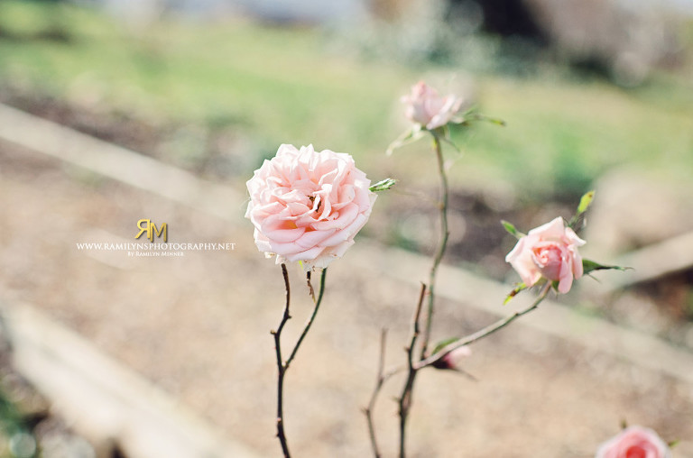 Images ©Ramilyn's Photography.  Feel free to make your profile pic. Any form of copying, downloading, altering, distribution of images without permission is prohibited                        Please LIKE my page before commenting